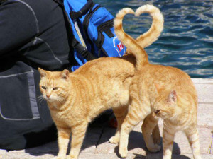 cats heart shape with tail perfect timing